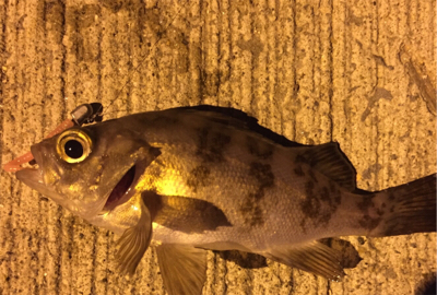 小メバル2匹でした。