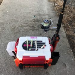 今日もタチウオ調査！