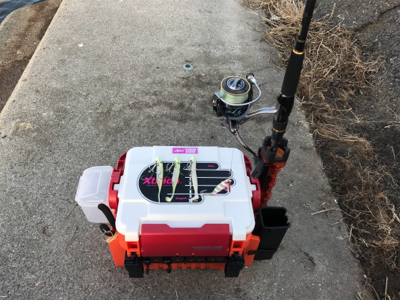 今日もタチウオ調査！