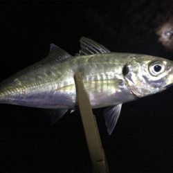 今年ようやくお目見え！