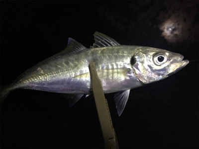 今年ようやくお目見え！