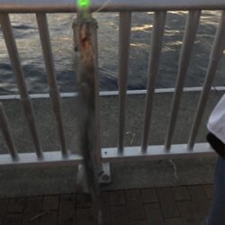 ボチボチって感じ