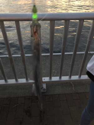 ボチボチって感じ