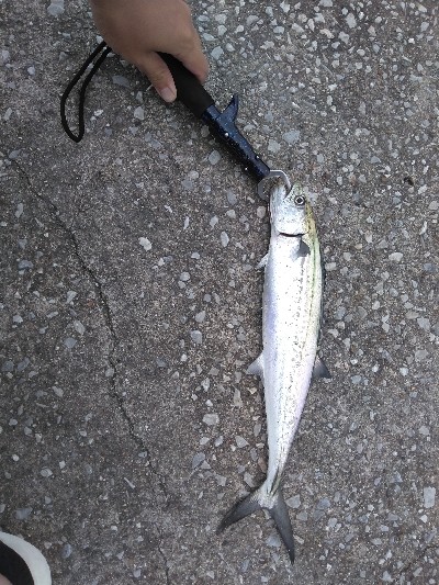 須磨で牙族きてます