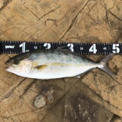 ジグでネリゴ。