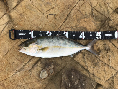 ジグでネリゴ。