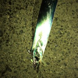 タチウオ渋ちん