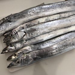 そこそこ釣れました！