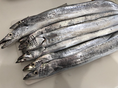 そこそこ釣れました！