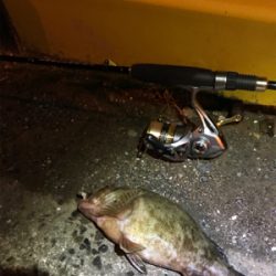 ナイトアジング目指すは尺あじ