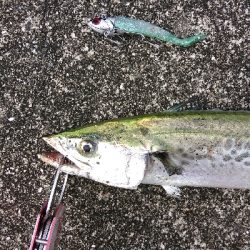 三連休はサゴシ、サバでした