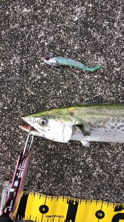 三連休はサゴシ、サバでした