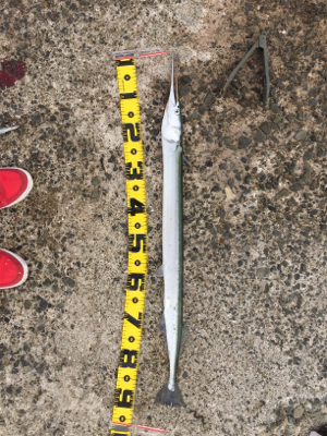 サゴシ爆釣！珍客も！