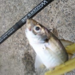 アジからのタチウオ