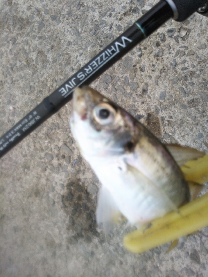 アジからのタチウオ