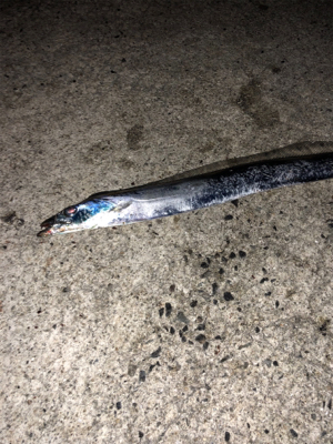 なんとか釣れました！