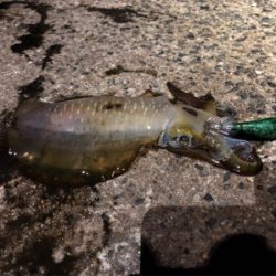 ナイトエギング