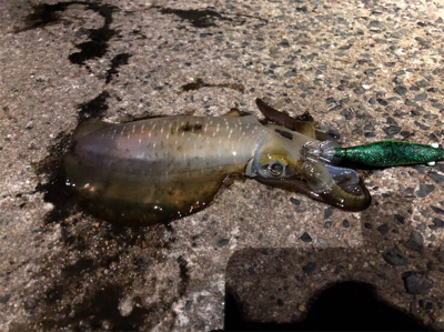 ナイトエギング