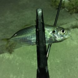 アジングのはずが五目釣り！