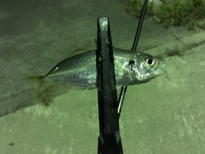 アジングのはずが五目釣り！