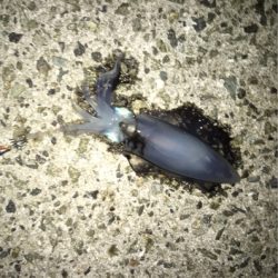 アオリとケンサキ