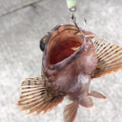 アジにガシラ、ヒイラギも