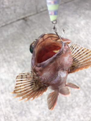 アジにガシラ、ヒイラギも