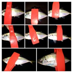 十五夜アジング