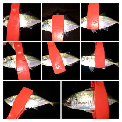 十五夜アジング