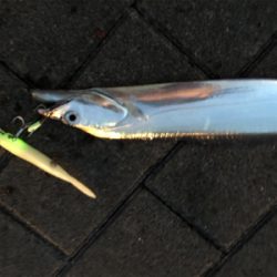 大潮はあかんかも