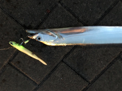 大潮はあかんかも