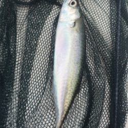 船外機付きボートで50cm級ニベ