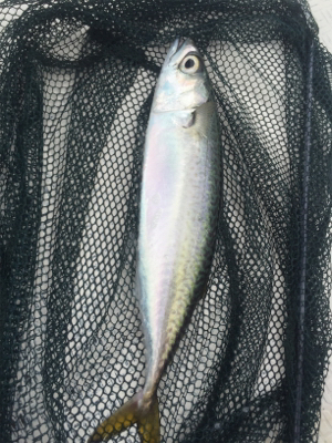 船外機付きボートで50cm級ニベ