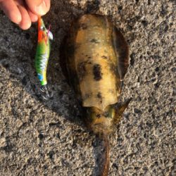 今シーズン初アオリ