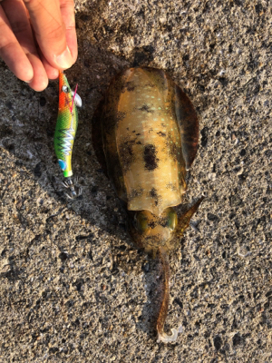 今シーズン初アオリ