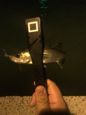 いつものセイゴとハゼ