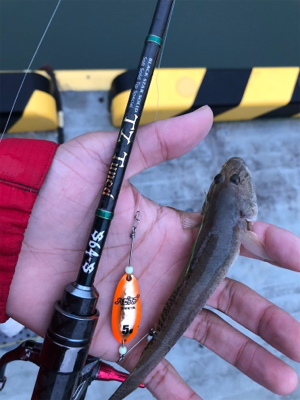 ハゼ釣りリベンジ