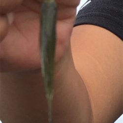 のべ竿雑魚釣り