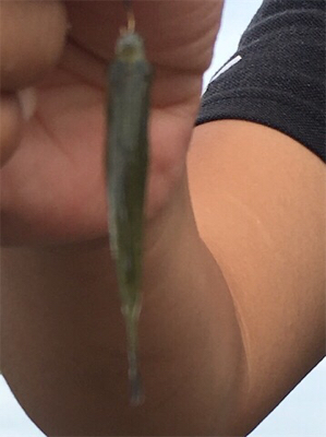 のべ竿雑魚釣り