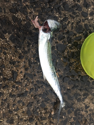 サビキでアジとサゴシ？