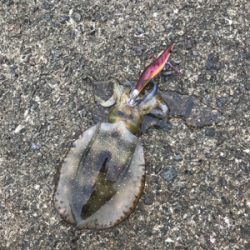 今年初エギングは渋かった