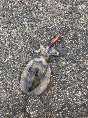 今年初エギングは渋かった