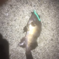 根魚の刺身を食べさせてあげたくて