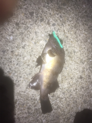 根魚の刺身を食べさせてあげたくて