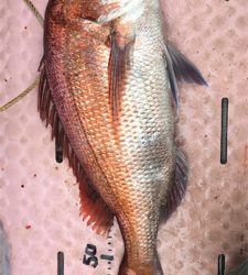 マイボートでタイラバ、ジギング釣行。