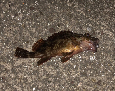 今日もガシリング