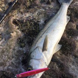 ロックショア本格シーズン