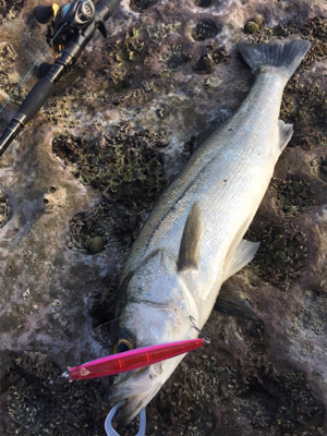 ロックショア本格シーズン