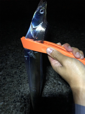 太刀魚を経てアジング