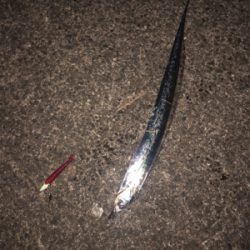 渋かったけどタチウオ